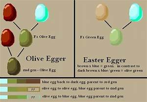 Egg Color Genes Olive Egger Vs Easter Egger Chickens Coops And