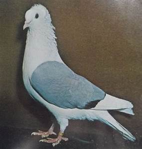 South German Shield Pigeon Origin Description Size Ornaments Colors