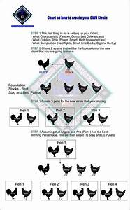 Genetics Chart Chicken Breeds Chicken Breeds Chart Pet