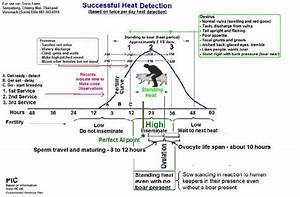 sow heat detection