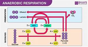 Sensational Anaerobic Respiration In Muscle Cells Equation Physics