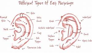 Diagram Ear Piercing Diagram Mydiagram Online