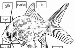 Tilapia Fish Label Diagram