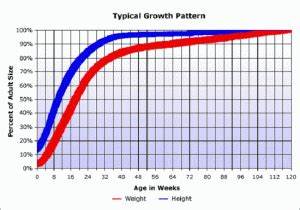 Chiweenie Puppy Growth Chart Cute Puppies Puppy Growth Chart