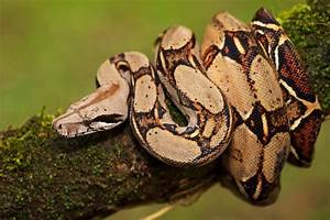 Boa Constrictor Care Guide Size Diet More Petsoid