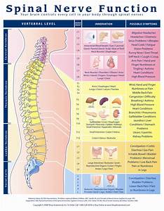 Spinal Nerve Function Anatomical Chart Anatomy Models And Anatomical