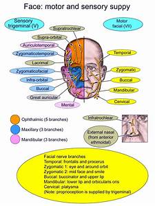 Diagram Of The Motor And Sensory Supply Of Face Nerve Anatomy