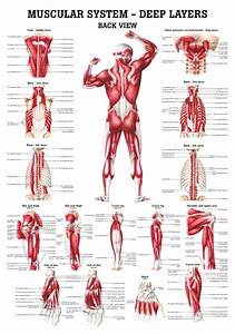 The Muscular System Deep Layers Back Laminated Anatomy Chart