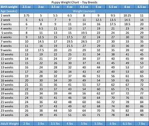 toy poodle growth chart wow blog