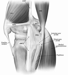 Diagram Front Of The Knee Diagram Mydiagram Online