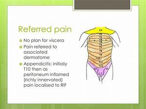Ppt The Acute Surgical Abdomen Powerpoint Presentation Free Download