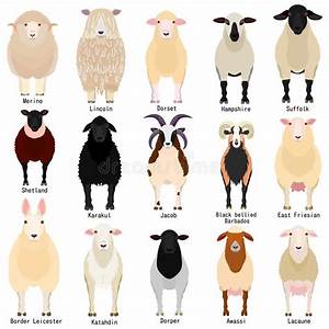 Sheep Chart With Breeds Name Stock Vector Illustration Of East