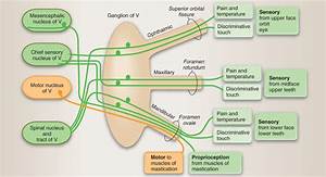 trigeminal nuclei h ada googlom