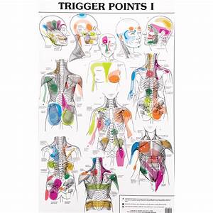 Set Of Trigger Point Charts W99990 Acupuncture 3b Scientific