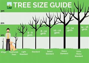 Tree Size Guide Commercial Nursery Johnsons Of Whixley Home