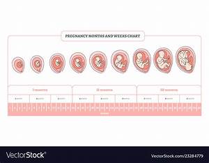 Pregnancy Month Weeks And Trimesters Chart Vector Image