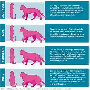The 25 Best Cat Weight Chart Ideas On Pinterest Dog Weight Chart