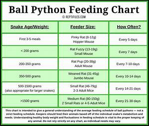 Image Result For Ball Python Feeding Chart Ball Python Care Ball