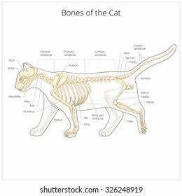 feline anatomy chart a visual reference of charts chart master