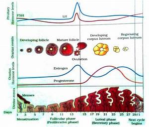 optimizing fertility part iii analyzing your bbt chart in the luteal