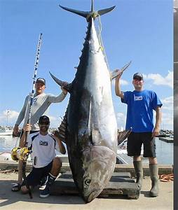 Bluefin Tuna R Absoluteunits