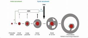 Anti Müllerian Hormone And Ovarian Dysfunction Trends In Endocrinology