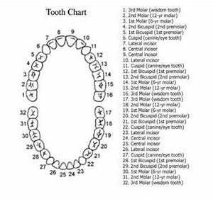 Tooth Chart Tooth Chart Teething Chart Dental Teeth
