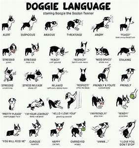 dog communication and signs how to read your best friend i love dogs