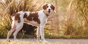  Spaniel Weight Chart Size Growth Chart