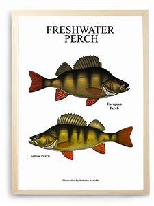Freshwater Perch Chart Print Antartoutdoors