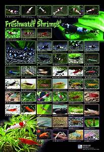 Freshwater Shrimp Poster Aquarium Fish Tank Freshwater Aquarium