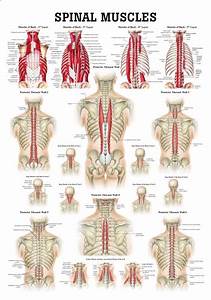  Back Muscle Chart The Most Important Muscles To Work In A