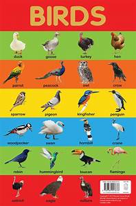 Buy Birds Chart Early Learning Educational Chart For Kids Perfect