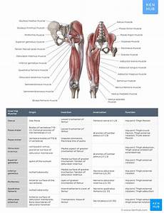 Origin And Action Of Muscles Chart Best Picture Of Chart