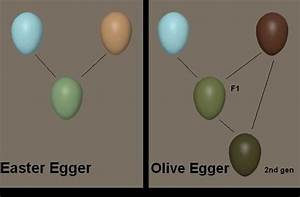 Olive Eggers Easter Eggers Google Search Olive Egger Coloring Eggs
