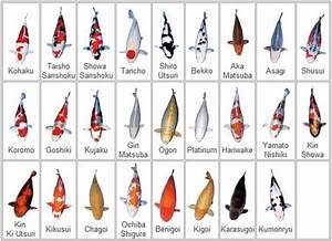 Koi Types Colors Koi Fish Pinterest Charts Fish And Fish Varieties