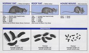 Bugland Pest Management Inc Rodents