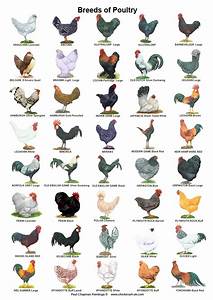 A4 Posters Breeds Of Poultry 2 Different Posters Etsy Aves De