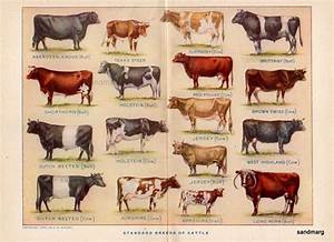 Cattle Breeds Chart Images Frompo