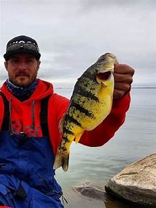 Unlocking The Mysteries Of Yellow Perch Growth And Size Strike And Catch