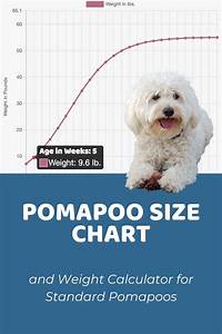 Toy Poodle Puppy Growth Chart Tutorial Pics
