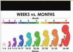 Kinda Confused Help How Many Months Is 27 Weeks Babycenter