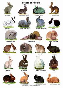 Identification Rabbit Color Chart