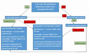 Calf Scours Protocol Flow Chart Fact Sheet Welcome