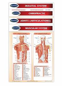 Chiropractic Charts Quick Reference Medical Guides 4 Chart Bundle