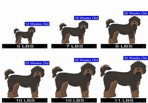 How Many Puppies Do Tibetan Spaniels Have Calculator For Predicting