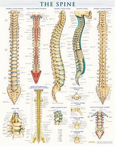 Spine Structure Poster Clinical Charts And Supplies
