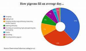 Pigeons And Their Behaviour