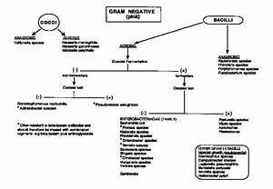 Gram Negative Diplococci Flow Chart X3cbx3egram Positivex3c Bx3e