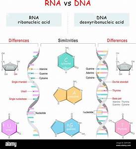 Dna Vs Rna Similarities And Differences Picture